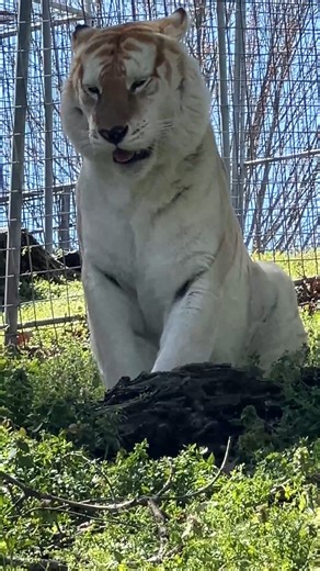 23K views · 5.5K reactions | Good Afternoon from Khaleesi Tiger #tiger #tigers #bigcats #khaleesi #TCWR #TurpentineCreek #GFAS #GlobalFederationAnimalSanctuaries #RescueToRefuge #Sanctuary #BigCat #Cats #refuge #catvideo #catvideos #cutecat #reels #shorts #shortvideo #afternoon #goodafternoon #friends | Turpentine Creek Wildlife Refuge | Facebook