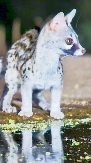 Genet Gets A Quick Drink
