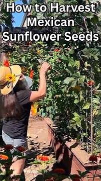 How to Harvest Mexican Sunflower Seeds!