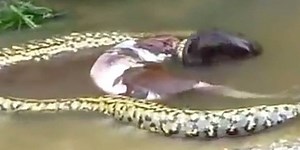 The giant anaconda is surrendered: After swallowing the whole cow, it was forced to "bring it back" (Video)