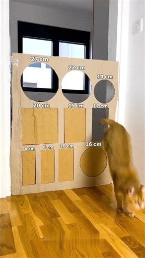 Cat-culated Leap Or Epic Flop? 😹