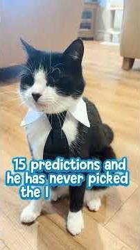 Meet the cuddly psychic cat who correctly predicts winning teams of all 19 World Cup matches #shorts