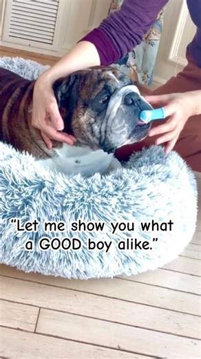 Does this bulldog love toothbrushing. Yes… But really?”✨🪥🤔🐾