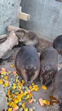 自由なビーバーたち🦫 Beavers living free 🦫 #アメリカビーバー #ビーバー #beaver #トリアスふれあい動物園 #かわいい動物 #cuteanimals #癒し
