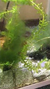 マリモの作り方（How to make a Marimo）