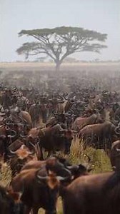 Why There Are Many Prey but Few Predators #animals #nature #wildlife