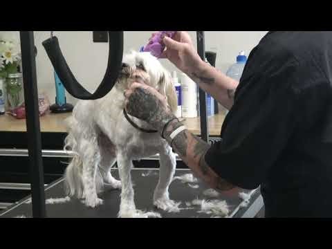 How to prepare Maltese Face before scissoring