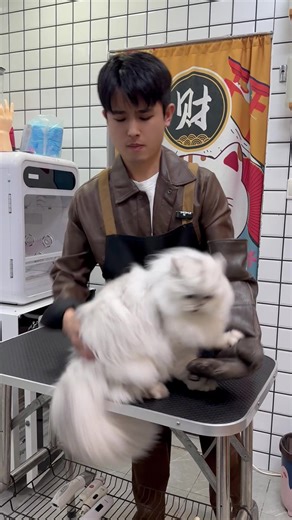 Understanding Persian Cat Behavior and Care