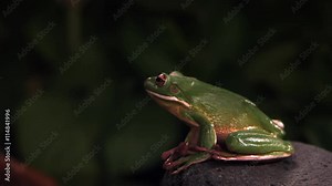 White-lipped tree frog leaping out of frame in ultra-slow motion