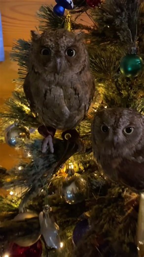 Как украсить ёлочку 😍🎄🦉