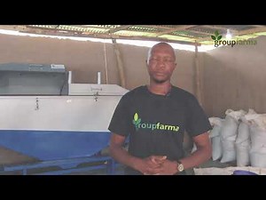 The Process of Sesame Farming