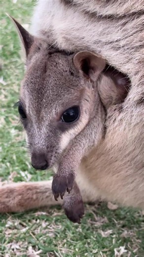Baby Wallaby Cute Video Australia | Adorable Wallaby Clips