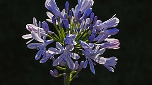 Schmucklilien überwintern: Wenn du drei Fehler vermeidest, wird die Pflanze jedes Jahr schöner