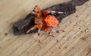 17 Spiders Crawling Around Chicago