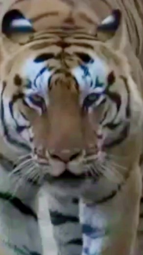 6.5K views · 172 reactions | Tiger Growling #tiger | Jim Corbett Wildlife & Nature View | Facebook
