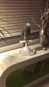 140K views · 2K reactions | Kelo learning the sweet caroline song  | Kelo the African Grey | Facebook