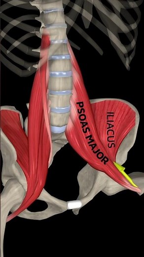 Iliopsoas muscle /low back pain #physiotherapy