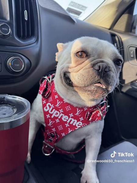 redwood650_frenchiess1 on TikTok