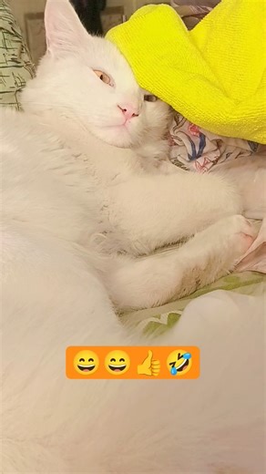 funny dodo vide#comedy #funny #pethub #dodocat #cutecats #trendingviral #foryoupage #cat #catlovers