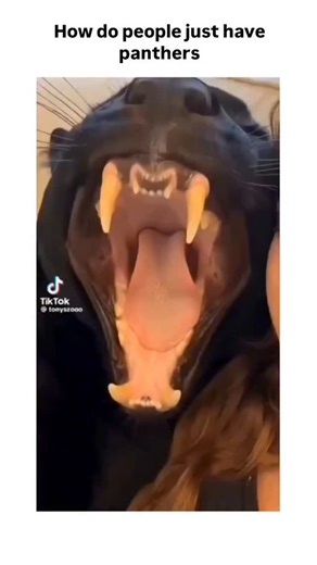 look at Ayu 🎀 on Instagram: "@bitzcasino The post features a viral TikTok clip from 's Zoo showing a black panther yawning, playing, and being petted like a domestic cat, prompting humorous disbelief about exotic pet ownership with over 50,000 likes. It references real-life examples like Luna, a rescued black panther cub raised by a Russian woman in Siberia since 2023, whose YouTube channel documents her bond with the animal and a Rottweiler companion. Big cat ownership, though captivating, car