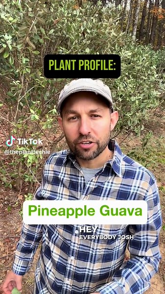 PLANT PROFILE: Pineapple guavas are one of my favorites and easy to grow. Check out these tropical egg shaped fruits!🍈🌱🌴 #tropicalfruit #fruittrees #pineappleguava #homesteadinglife