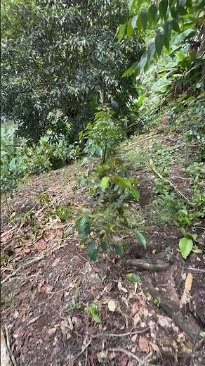 How much shade does your Java coffee need? 🌱☀️ #CoffeeWithOrigin #javacoffee