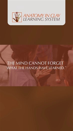 What started over 40 years ago with a simple question—What if we could build the body to learn it better?—became the Anatomy In Clay® Learning System. By sculpting anatomy layer-by-layer, students don’t just memorize structures—they understand them. Hands-on, visual, and unforgettable learning for human and animal anatomy alike. Because "The Mind Cannot Forget What the Hands Have Learned™". 👉 Bring Anatomy In Clay® Learning System to your classroom, lab, or program in 2026. | Anatomy in Clay® L