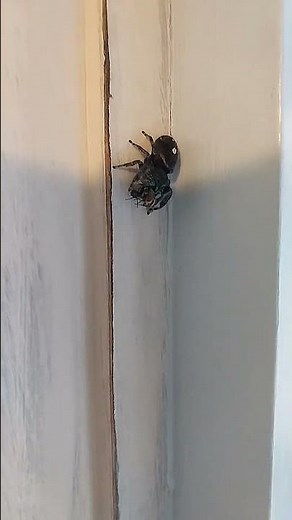 How to Feed a Jumping Spider