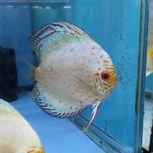 Solid blue pandas aka white butterfly | Jack Wattley Discus