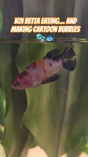 Koi Betta Eating… and Making Cartoon Bubbles 🫧🐟