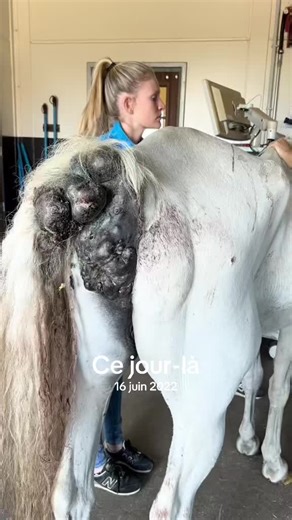 Reproduction de Cheval : Analyse de Cas à Houston