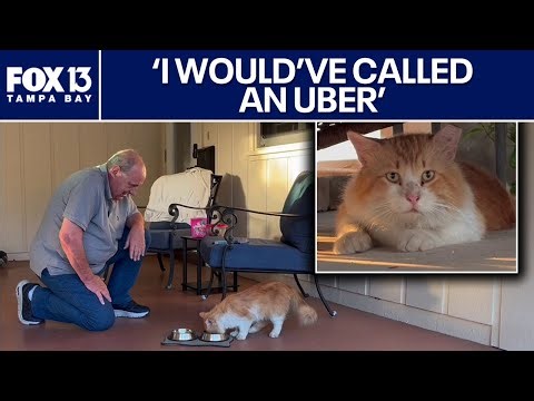 Cat escapes Florida vet, takes nearly 3-mile journey home