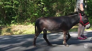 14K views · 93 reactions | The miniature donkey therapy meet-up where...