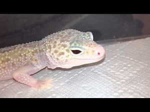 Leopardgecko mack snow raptor