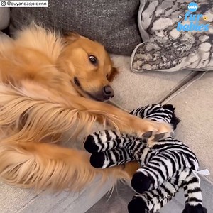 159K views · 1.9K reactions | This golden retriever is adorably captivated by his toy zebra! 梁 gma.abc/38KsY0g | Good Morning America | Facebook