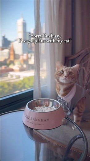 Spoiling our cat with a luxury hotel staycation #pettravel #cat #melbourne