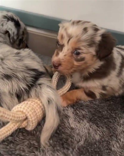 Australian Shepherd puppies for adoption in Mississippi