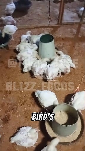 6.6K views · 108 reactions | Do you know where most of the PROBLEMS comes from your birds? 六‍ #organicfarming #farmlife #chicken | Farm Base & Blizz Foods | Facebook