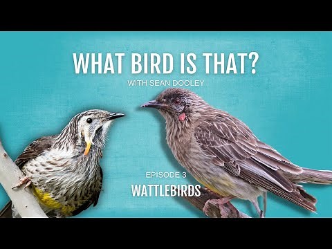 What bird is that? Wattlebirds