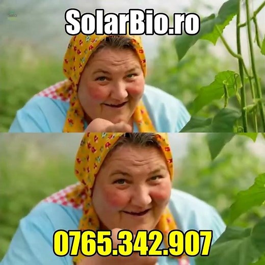 Cum salvezi roșiile de valul de căldură: aerisire inteligentă în solar