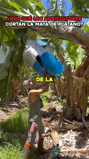 Why do farmers cut down the entire banana plant after harvesting? 🍌 #funfacts
