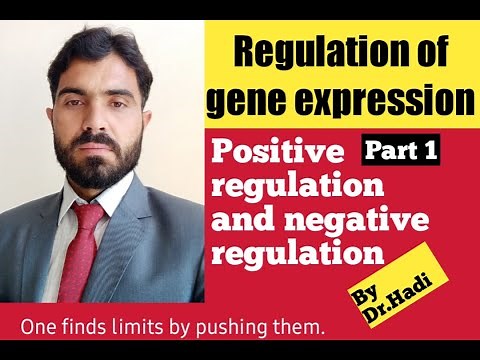 Regulation of gene expression, positive and negative regulation, Constitutive and inducible gene