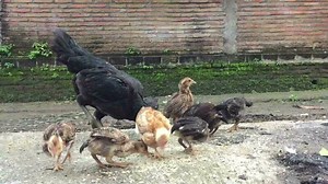 Download Free-range chickens eat with the mother hen. for free