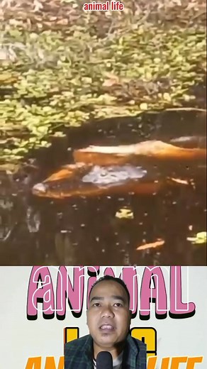 Biaya yang menarik Impala #duniabinatang #crocodileattackimpala | Animal life