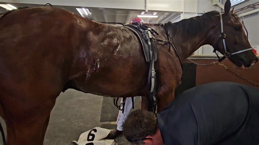 2.5K views · 41 reactions | With this heat Swimming Pool is where we should be. | Harness Racing Unhinged | Facebook