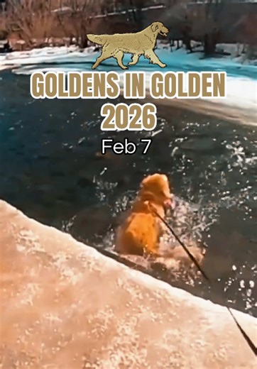 Goldens in Golden 📍Downtown Golden, Colorado ⏰ Saturday, Feb. 7 | 9 AM–1 PM 🐕 leashed, socialized dogs only 🚗 Parking: Free off-site parking dog-friendly shuttles 📸 Photos: Official group photos under the arch 🌨 Weather: Snow, shine #goldensingolden