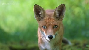 13K views · 169 reactions | Red fox Vulpes #red #fox #forest #greenery #green #vulpes #vulpix #cute #nature #wildlife HA69106 | HAWI Studios | Facebook