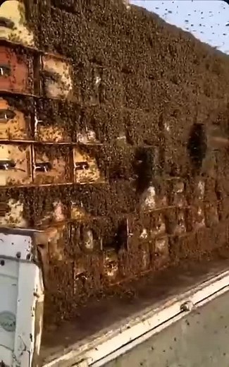 Honeybee Swarm Dynamics Around Beehive