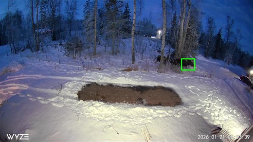 Mommy Moose and Baby Jumping Fence in Alaska