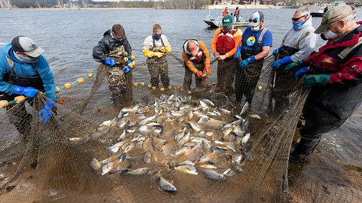 Electric currents, underwater speakers scare up invasive Asian carp in Mississippi River near La Crosse